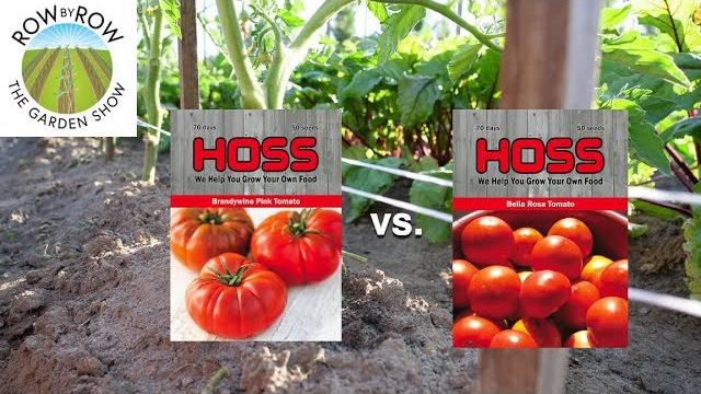 Heirloom vs. hybrid seeds - which is better? Heirloom vs. hybrid seeds - which is better?