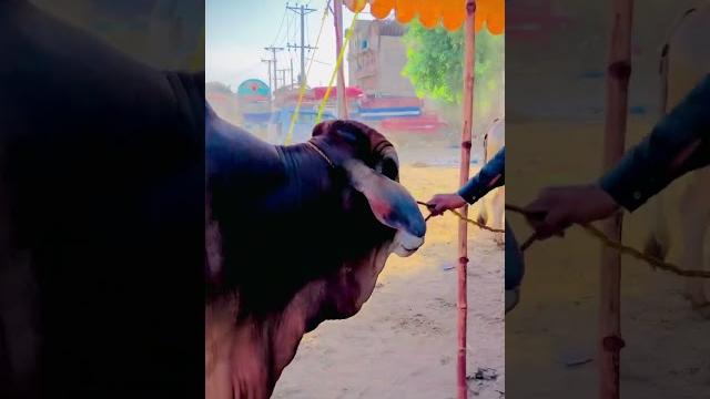 Koi had ha #beautiful #cow #2025 Koi had ha #beautiful #cow #2025