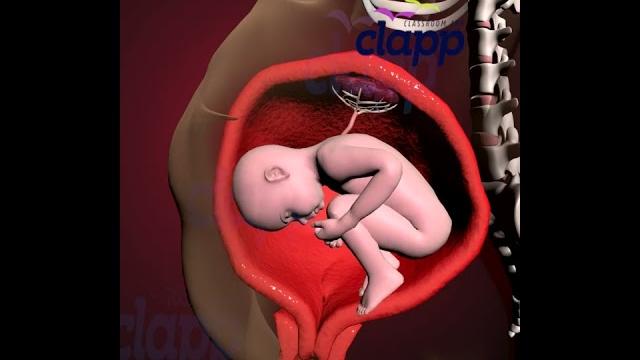 Struggles of a baby inside the womb (3d animation) Struggles of a baby inside the womb (3d animation)