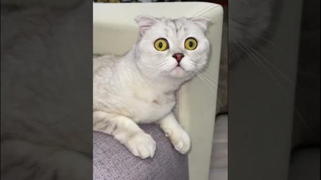 Cat and the red dot #shorts #cat #cats Cat and the red dot #shorts #cat #cats