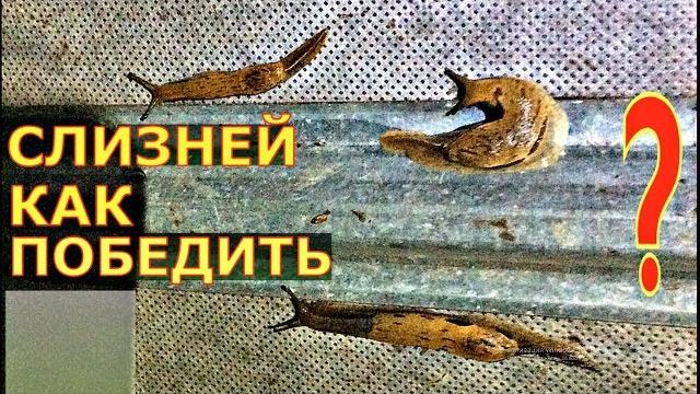 Борьба со слизнями в разных условиях. обзор Борьба со слизнями в разных условиях. обзор