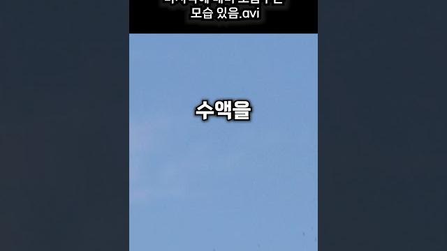 매미 오줌 싸는 모습 (실제) 매미 오줌 싸는 모습 (실제)