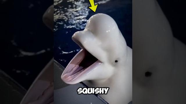 Why the head of a beluga whale feels soft and squishy when pressed #facts #animalfacts #shorts Why the head of a beluga whale feels soft and squishy when pressed #facts #animalfacts #shorts