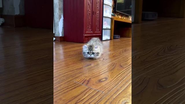 Mojo's short-legged cat: you were a caterpillar in your last life, weren't you? minute bantam Mojo's short-legged cat: you were a caterpillar in your last life, weren't you? minute bantam