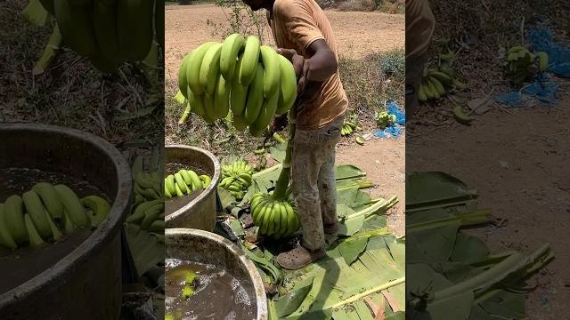 How to beg wala banana harvesting// part 36 #banana fruit #banana #agriculture #harvesting How to beg wala banana harvesting// part 36 #banana fruit #banana #agriculture #harvesting