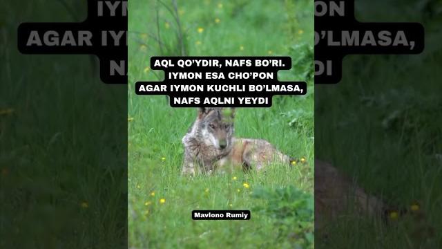#fyp #motivation #viral #2024 #2025 #manoligap #prikol #sport #comediya #kino #1k #automobile #smart #fyp #motivation #viral #2024 #2025 #manoligap #prikol #sport #comediya #kino #1k #automobile #smart