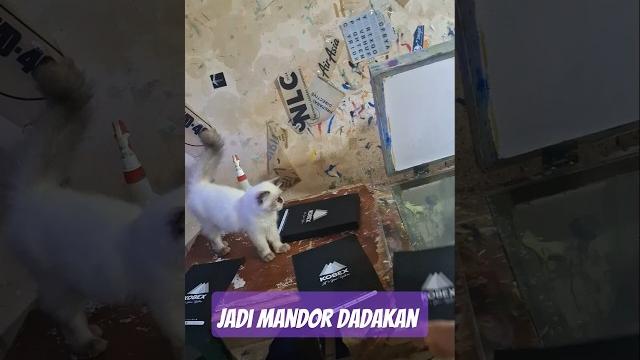 Mandor molly #cat #shortsvideo Mandor molly #cat #shortsvideo