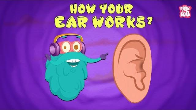 How your ear works? - the dr. binocs show | best learning videos for kids | peekaboo kidz How your ear works? - the dr. binocs show | best learning videos for kids | peekaboo kidz