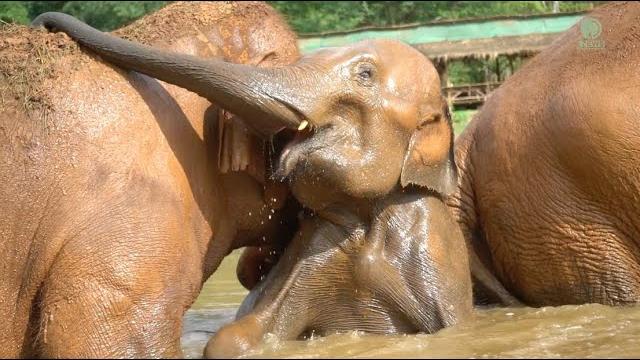 Happy rescue anniversary namthip! - elephantnews Happy rescue anniversary namthip! - elephantnews