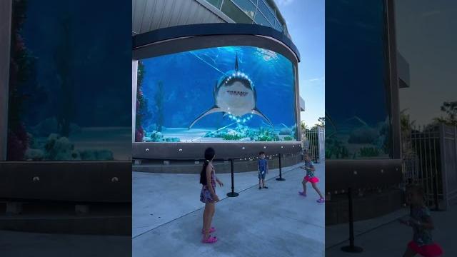 Tubarão porto de nassau bahamas #3d #virtualreality #jaws Tubarão porto de nassau bahamas #3d #virtualreality #jaws