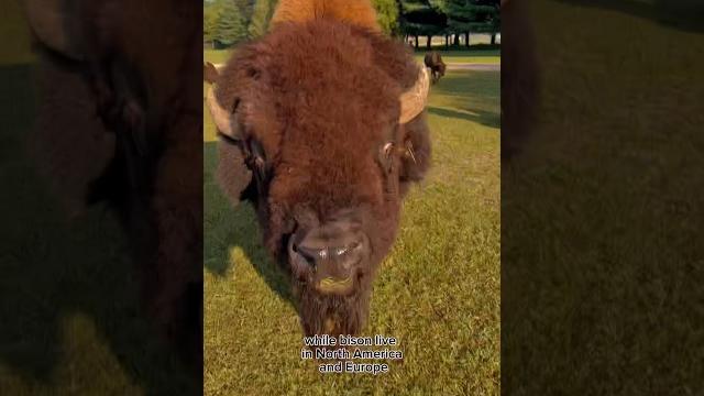 Bison vs buffalo #animals #coolanimals #animalfacts Bison vs buffalo #animals #coolanimals #animalfacts