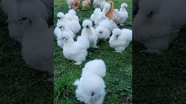 Beautiful silkie chickens #shorts Beautiful silkie chickens #shorts