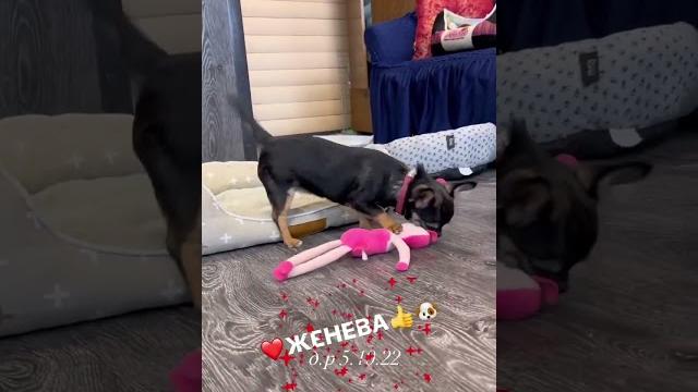 Чихуахуа.у нас можно купить щенка чихуахуа #купитьщенка #щенок #чихуахуа #chihuahua #щенкичихуахуа Чихуахуа.у нас можно купить щенка чихуахуа #купитьщенка #щенок #чихуахуа #chihuahua #щенкичихуахуа