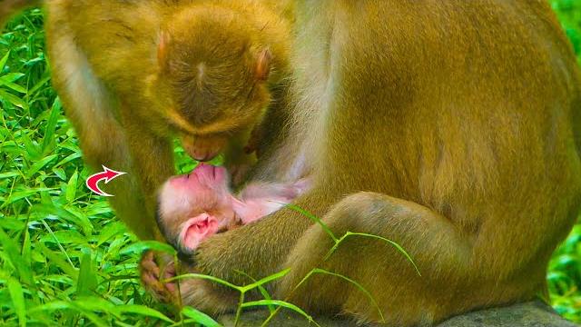 It is the most precious moments!! jovi eldest sister monkey really kisses her newborn baby sister It is the most precious moments!! jovi eldest sister monkey really kisses her newborn baby sister