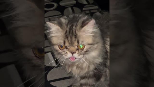 Sha-sha cute #cat Sha-sha cute #cat