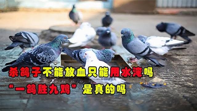杀鸽子不能放血只能用水淹,这是为什么“一鸽胜九鸡”这是真的吗 杀鸽子不能放血只能用水淹,这是为什么“一鸽胜九鸡”这是真的吗