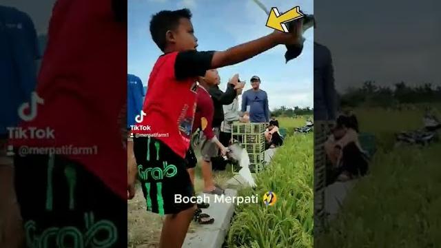 Tiktok bocah merpati Tiktok bocah merpati