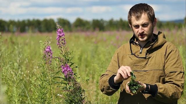 Иван чай. заготовка, ферментация, сушка. игорь лесник Иван чай. заготовка, ферментация, сушка. игорь лесник