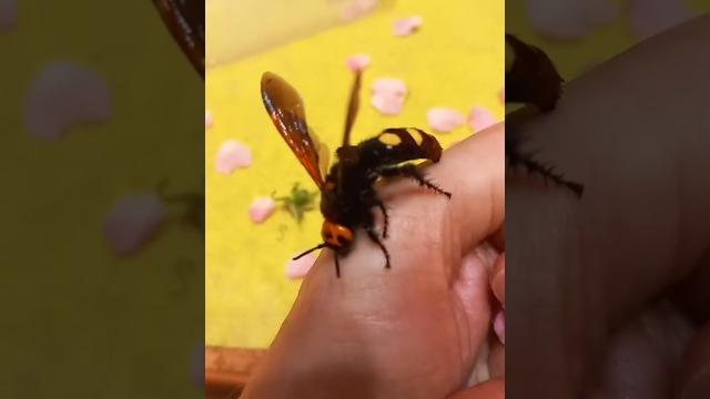 Что делать при укусе шершня. проверка укуса Что делать при укусе шершня. проверка укуса