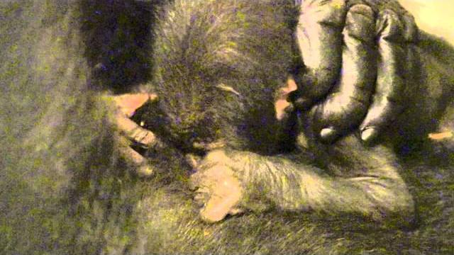 Baby gorilla update - cincinnati zoo Baby gorilla update - cincinnati zoo