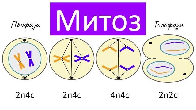 Митоз - деление клетки | самое простое объяснение Митоз - деление клетки | самое простое объяснение