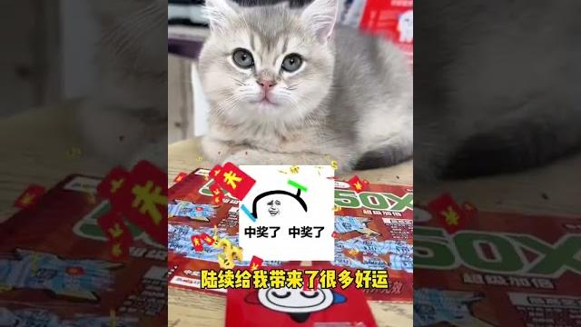 小猫来到家里6个月的变化!竟然还是招财猫#萌宠出道计划 #招财猫 #记录猫咪日常 小猫来到家里6个月的变化!竟然还是招财猫#萌宠出道计划 #招财猫 #记录猫咪日常