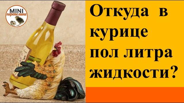 Водянка. откуда внутри курицы пол литра жидкости? Водянка. откуда внутри курицы пол литра жидкости?