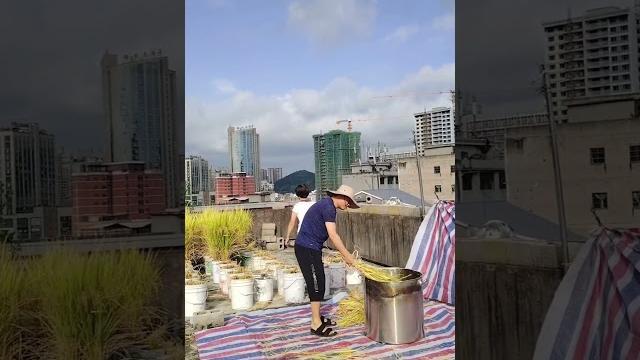 Creative way of planting rice in the plastic buckets on the rooftops of urban buildings ! Creative way of planting rice in the plastic buckets on the rooftops of urban buildings !