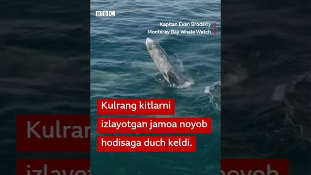 Kulrang kitlarni izlayotgan jamoa hayratda qotdi – bunaqasi kamdan-kam uchraydi...bbc news o'zbek Kulrang kitlarni izlayotgan jamoa hayratda qotdi – bunaqasi kamdan-kam uchraydi...bbc news o'zbek