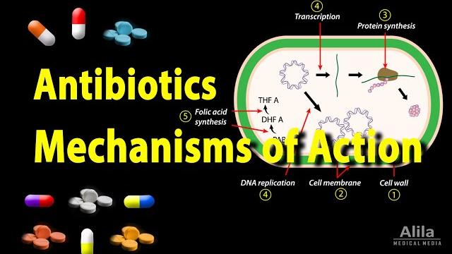 Antibiotics - mechanisms of action, animation Antibiotics - mechanisms of action, animation