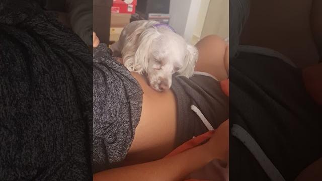 Puppy licks mayra's belly button Puppy licks mayra's belly button