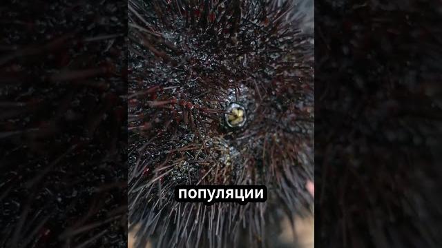 Зачем люди собирают морских ежей со дна океана? Зачем люди собирают морских ежей со дна океана?