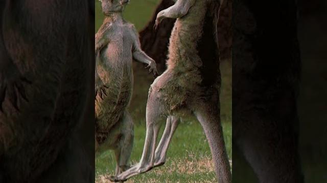 Crikey! i wouldn't want to mess with an eastern gray kangaroo! #amazinganimals #kangaroo #natgeokids Crikey! i wouldn't want to mess with an eastern gray kangaroo! #amazinganimals #kangaroo #natgeokids