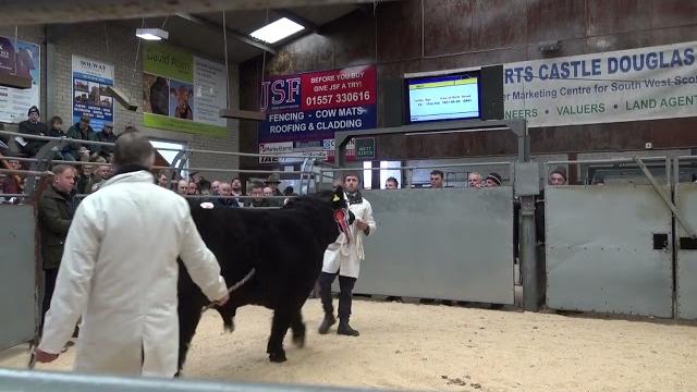 20230217114130 lot 34 blackcraig dyker reserve champion bull 26,000gns to sir john campbell glenr 20230217114130 lot 34 blackcraig dyker reserve champion bull 26,000gns to sir john campbell glenr