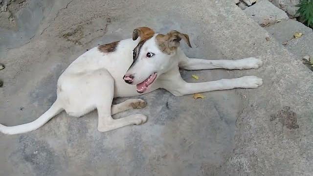 Brown stray pup/white stray dog drinking water/eating biscuits/mother dog sleeping/cleaning poop #uk Brown stray pup/white stray dog drinking water/eating biscuits/mother dog sleeping/cleaning poop #uk