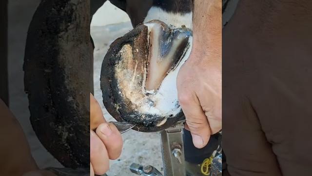 Ставим подковы быстро️ #horse #hors #horseshoe Ставим подковы быстро️ #horse #hors #horseshoe