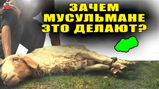 Почему мусульмане приносят жертву в курбан байрам? Почему мусульмане приносят жертву в курбан байрам?