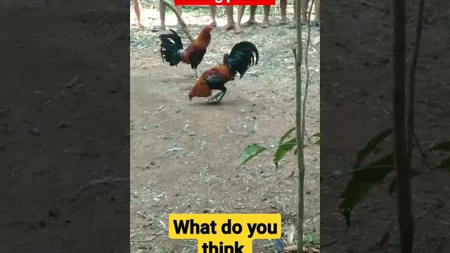 Sabong #trinding #sabong #viral #pinoyyoutuber #philippine #nature #animals #internationalday Sabong #trinding #sabong #viral #pinoyyoutuber #philippine #nature #animals #internationalday