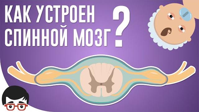 Как устроен спинной мозг? Как устроен спинной мозг?