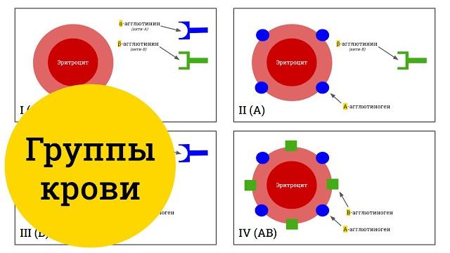 Группы крови человека (ab0) – самое простое объяснение Группы крови человека (ab0) – самое простое объяснение