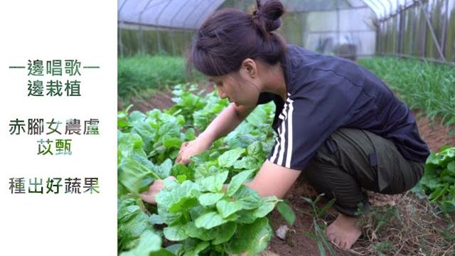 一邊唱歌一邊栽植 赤腳女農種出好蔬果 一邊唱歌一邊栽植 赤腳女農種出好蔬果