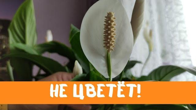 Женское счастье (спатифиллум) не цветёт, причины Женское счастье (спатифиллум) не цветёт, причины