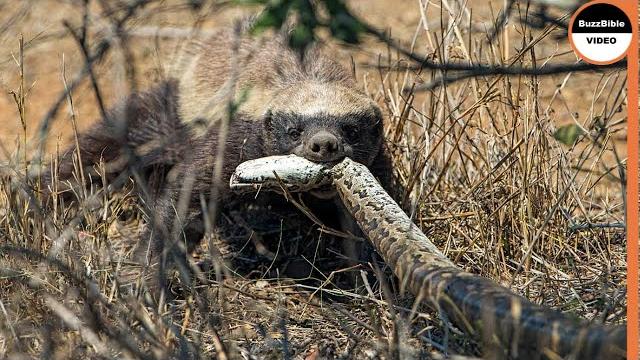 Epic battle : honey badger face off the python Epic battle : honey badger face off the python