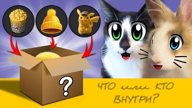 Новый питомец в семье! кто в коробке? 24 часа следим за новеньким! подписчики выбирают имя Новый питомец в семье! кто в коробке? 24 часа следим за новеньким! подписчики выбирают имя