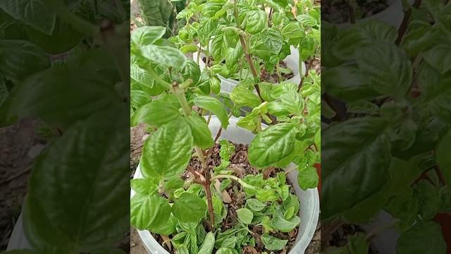What to expect if your basil plant is pruned regularly || why are basil plant flowers picked. What to expect if your basil plant is pruned regularly || why are basil plant flowers picked.