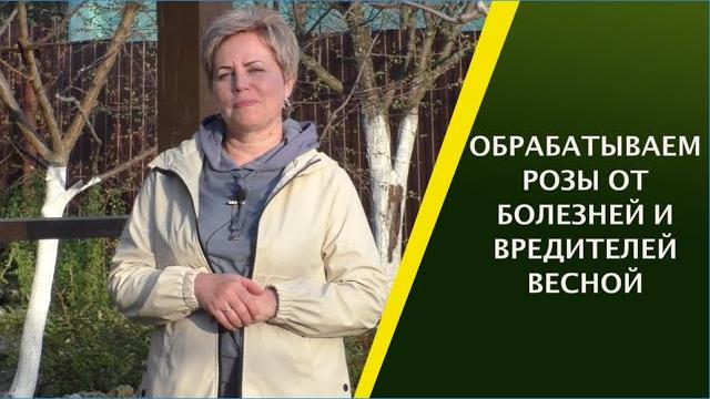 Чем обработать розы весной от болезней и вредителей Чем обработать розы весной от болезней и вредителей