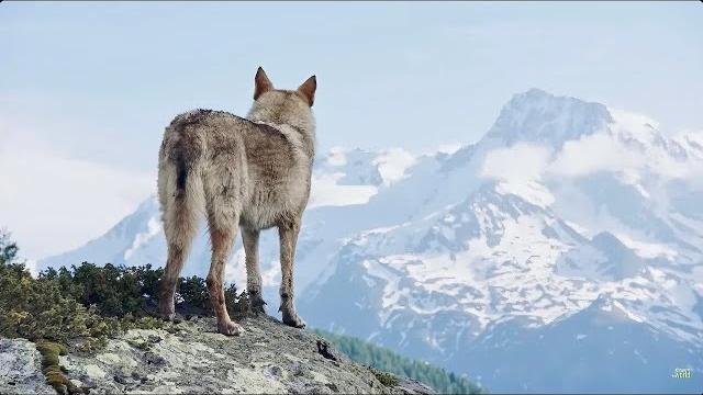 The snow wolf The snow wolf