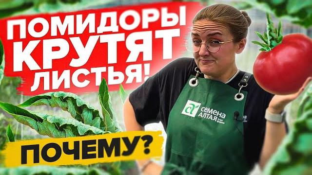 Как лечить скрученные листья на томатах? Как лечить скрученные листья на томатах?