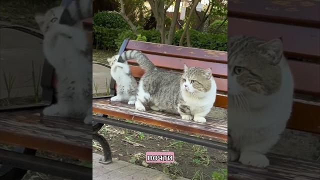 Непослушный хвостик #новость #милота #животные #истории #прикольныекоты #юмор #веселыекоты #котики Непослушный хвостик #новость #милота #животные #истории #прикольныекоты #юмор #веселыекоты #котики