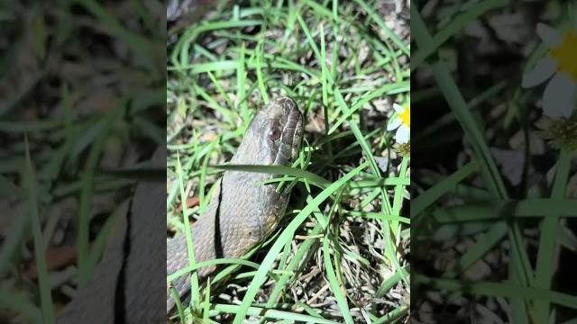Searching the everglades for a 20 footer #snake#animal#nature#wildlife#python#shorts#florida#funny Searching the everglades for a 20 footer #snake#animal#nature#wildlife#python#shorts#florida#funny